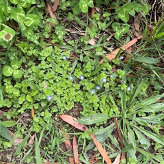 Veronica persica at Ngunnawal, ACT - 19 Oct 2024 11:48 AM