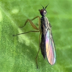 Empididae (family) (Dance fly) at Ngunnawal, ACT - 19 Oct 2024 by Hejor1