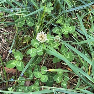 Trifolium repens at Ngunnawal, ACT - 19 Oct 2024