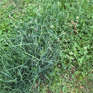 Trifolium repens at Ngunnawal, ACT - 19 Oct 2024 11:43 AM