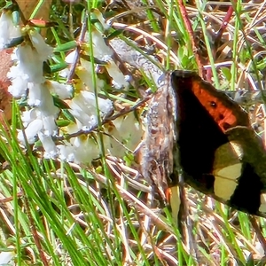 Vanessa itea at Cotter River, ACT - 9 Oct 2024 02:42 PM