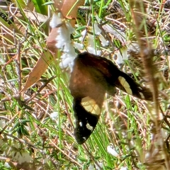 Vanessa itea at Cotter River, ACT - 9 Oct 2024 02:42 PM