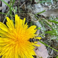 Melangyna viridiceps (Hover fly) at Watson, ACT - 20 Oct 2024 by AniseStar