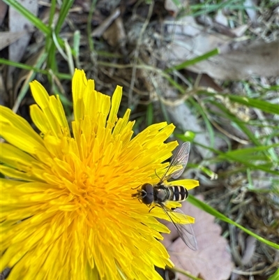 Melangyna viridiceps (Hover fly) at Watson, ACT - 19 Oct 2024 by AniseStar