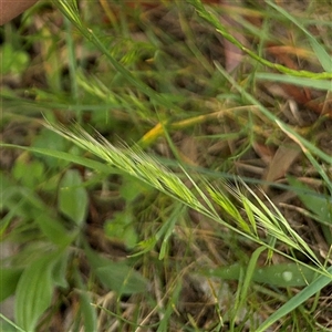 Vulpia bromoides at Ngunnawal, ACT - 19 Oct 2024