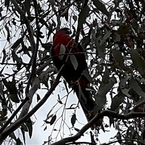 Platycercus elegans at Ngunnawal, ACT - 19 Oct 2024