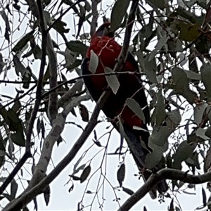 Platycercus elegans at Ngunnawal, ACT - 19 Oct 2024