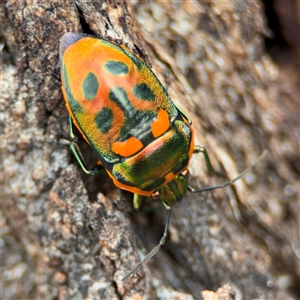 Scutiphora pedicellata at Ngunnawal, ACT - 19 Oct 2024 11:42 AM