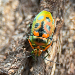 Scutiphora pedicellata at Ngunnawal, ACT - 19 Oct 2024