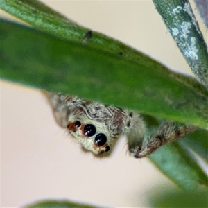 Opisthoncus sp. (genus) at Ngunnawal, ACT - 19 Oct 2024