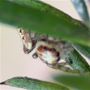 Opisthoncus sp. (genus) at Ngunnawal, ACT - 19 Oct 2024