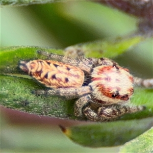 Opisthoncus sp. (genus) at Ngunnawal, ACT - 19 Oct 2024