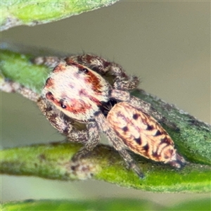 Opisthoncus sp. (genus) at Ngunnawal, ACT - 19 Oct 2024