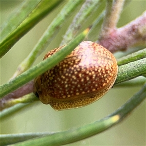 Paropsisterna cloelia at Ngunnawal, ACT - 19 Oct 2024 11:40 AM