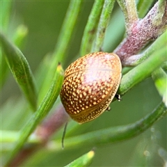 Paropsisterna cloelia at Ngunnawal, ACT - 19 Oct 2024