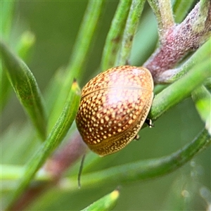 Paropsisterna cloelia at Ngunnawal, ACT - 19 Oct 2024