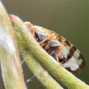 Sphenella ruficeps at Ngunnawal, ACT - 19 Oct 2024 11:39 AM