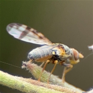 Sphenella ruficeps at Ngunnawal, ACT - 19 Oct 2024 11:39 AM