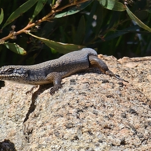 Egernia saxatilis intermedia at Cotter River, ACT - 9 Oct 2024