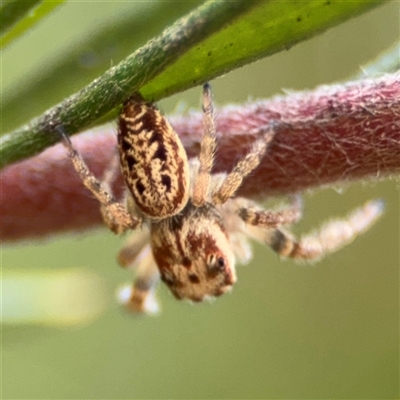 Opisthoncus sp. (genus) (Opisthoncus jumping spider) at Ngunnawal, ACT - 19 Oct 2024 by Hejor1