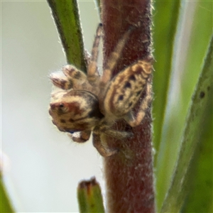 Opisthoncus sp. (genus) at Ngunnawal, ACT - 19 Oct 2024