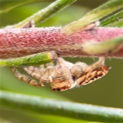 Opisthoncus sp. (genus) at Ngunnawal, ACT - 19 Oct 2024