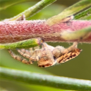 Opisthoncus sp. (genus) at Ngunnawal, ACT - 19 Oct 2024