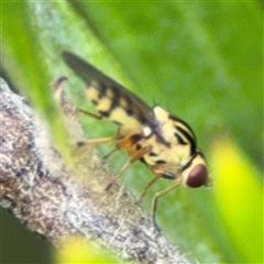 Chloropidae (family) at Ngunnawal, ACT - 19 Oct 2024 by Hejor1