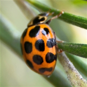 Harmonia conformis at Ngunnawal, ACT - 19 Oct 2024