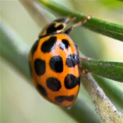 Harmonia conformis (Common Spotted Ladybird) at Ngunnawal, ACT - 19 Oct 2024 by Hejor1