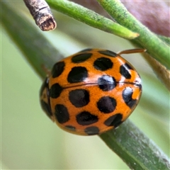 Harmonia conformis at Ngunnawal, ACT - 19 Oct 2024