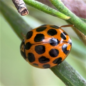 Harmonia conformis at Ngunnawal, ACT - 19 Oct 2024