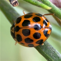 Harmonia conformis at Ngunnawal, ACT - 19 Oct 2024