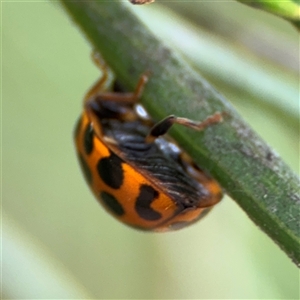 Harmonia conformis at Ngunnawal, ACT - 19 Oct 2024