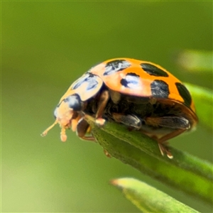 Harmonia conformis at Ngunnawal, ACT - 19 Oct 2024