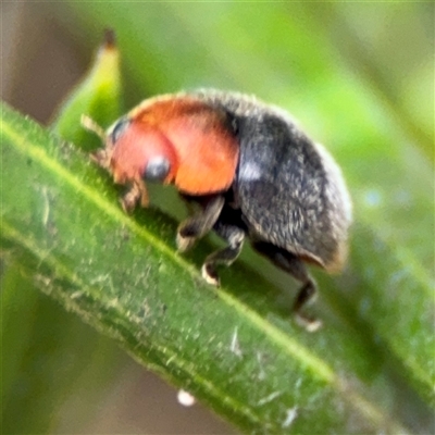 Cryptolaemus montrouzieri (Mealybug ladybird) at Ngunnawal, ACT - 19 Oct 2024 by Hejor1