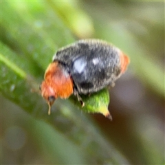 Cryptolaemus montrouzieri at Ngunnawal, ACT - 19 Oct 2024