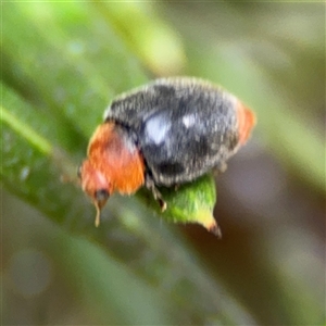 Cryptolaemus montrouzieri at Ngunnawal, ACT - 19 Oct 2024