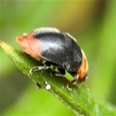 Cryptolaemus montrouzieri at Ngunnawal, ACT - 19 Oct 2024