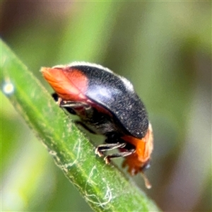 Cryptolaemus montrouzieri at Ngunnawal, ACT - 19 Oct 2024