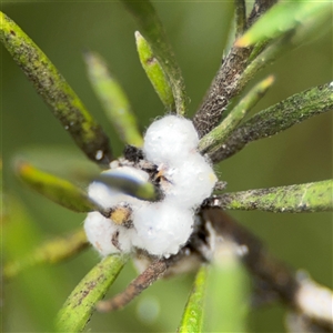 Coccoidea (superfamily) at Ngunnawal, ACT - 19 Oct 2024 11:32 AM