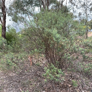 Cassinia quinquefaria at Ngunnawal, ACT - 19 Oct 2024 11:30 AM