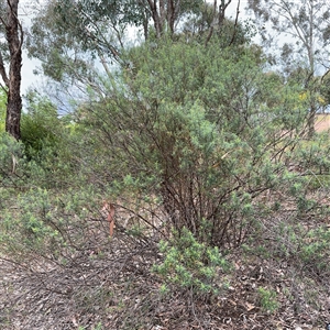 Cassinia quinquefaria at Ngunnawal, ACT - 19 Oct 2024