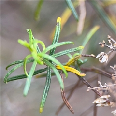 Cassinia quinquefaria at Ngunnawal, ACT - 19 Oct 2024