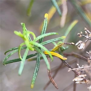 Cassinia quinquefaria at Ngunnawal, ACT - 19 Oct 2024