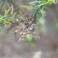 Cassinia quinquefaria at Ngunnawal, ACT - 19 Oct 2024