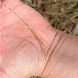 Austrostipa sp. at Ngunnawal, ACT - 19 Oct 2024 11:29 AM