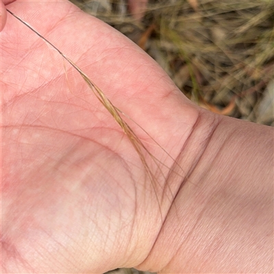 Austrostipa (genus) (A Corkscrew Grass) at Ngunnawal, ACT - 19 Oct 2024 by Hejor1