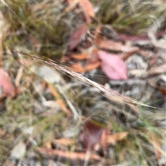 Austrostipa sp. at Ngunnawal, ACT - 19 Oct 2024