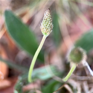 Plantago lanceolata at Ngunnawal, ACT - 19 Oct 2024